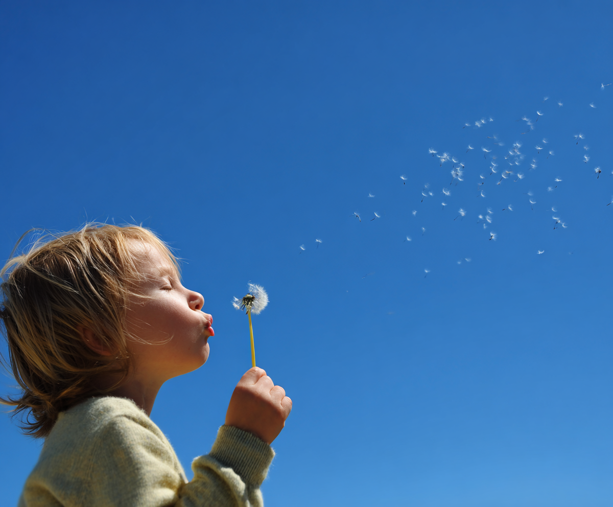 Child blowing dandelion seeds against a clear blue sky